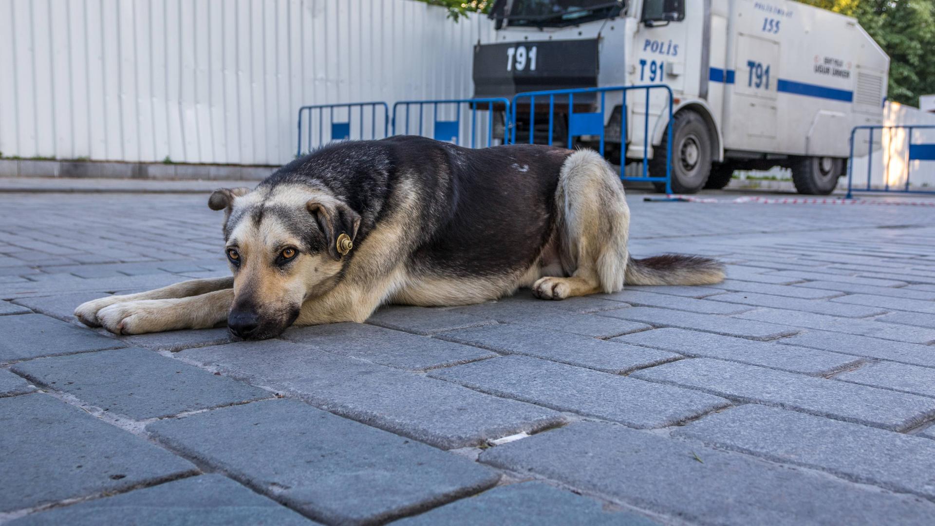 Ein Hund liegt in der Stadt Istanbul auf der Straße. Ein Hund liegt in der Stadt Istanbul auf der Straße.