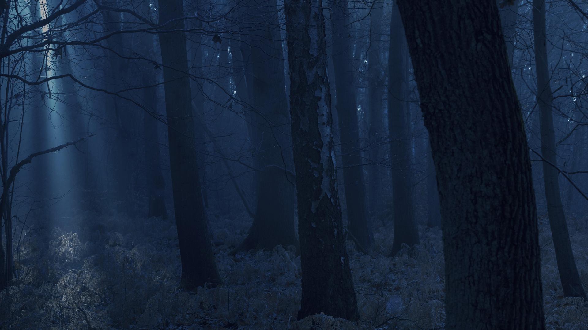 Dunkler Wald bei Nacht Dunkler Wald bei Nacht
