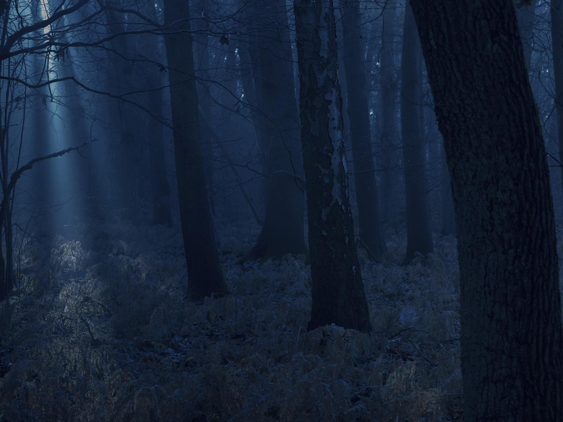 Dunkler Wald bei Nacht