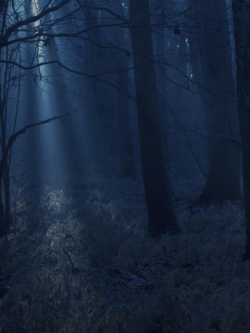 Dunkler Wald bei Nacht