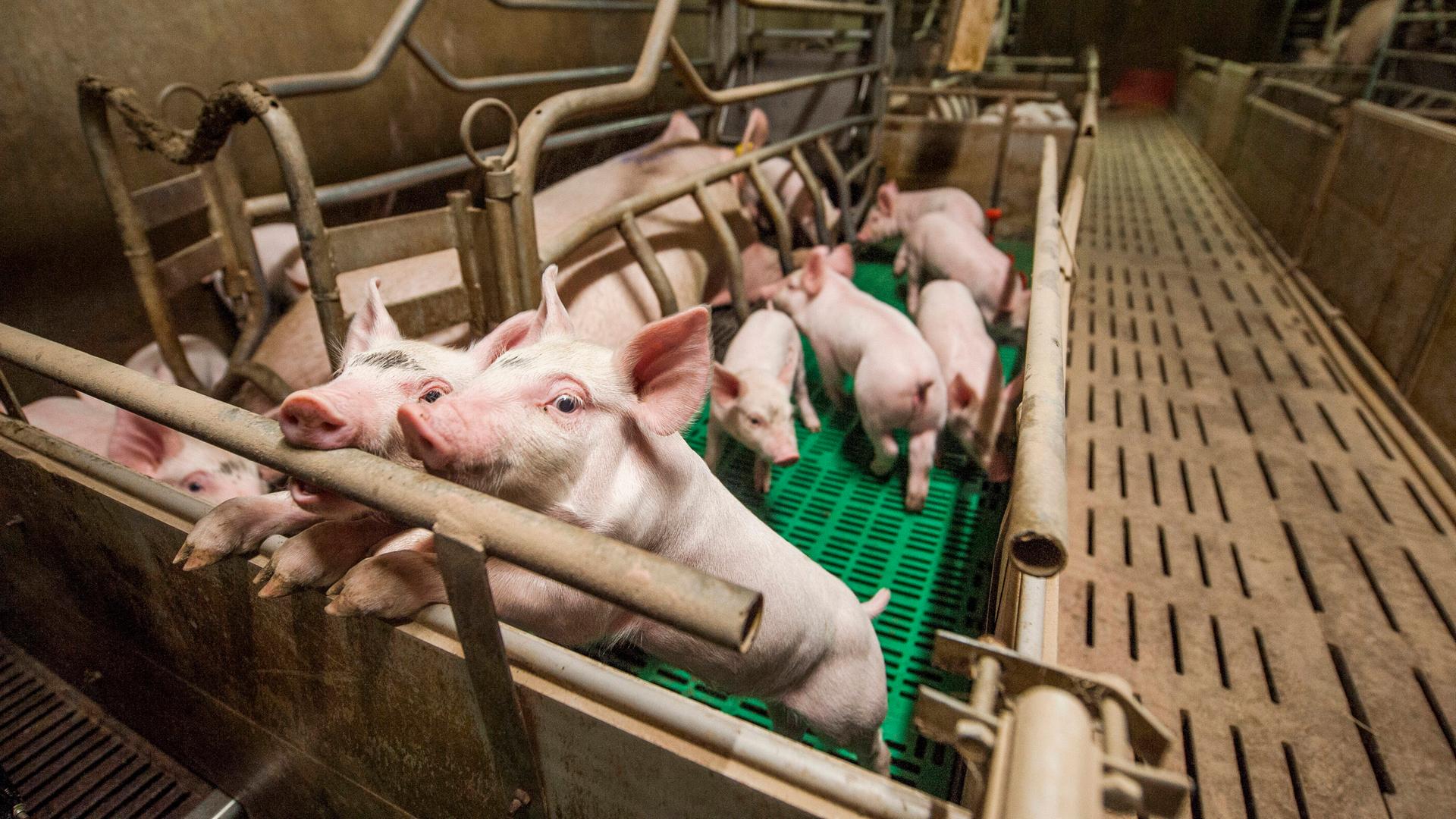 Schweinezucht in der Bretagne, konventionelle Schweineproduktion, eine Gruppe von Ferkeln und einer Sau in einem Schweinestall. 