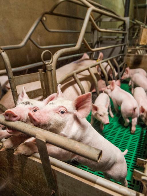 Schweinezucht in der Bretagne, konventionelle Schweineproduktion, eine Gruppe von Ferkeln und einer Sau in einem Schweinestall. 