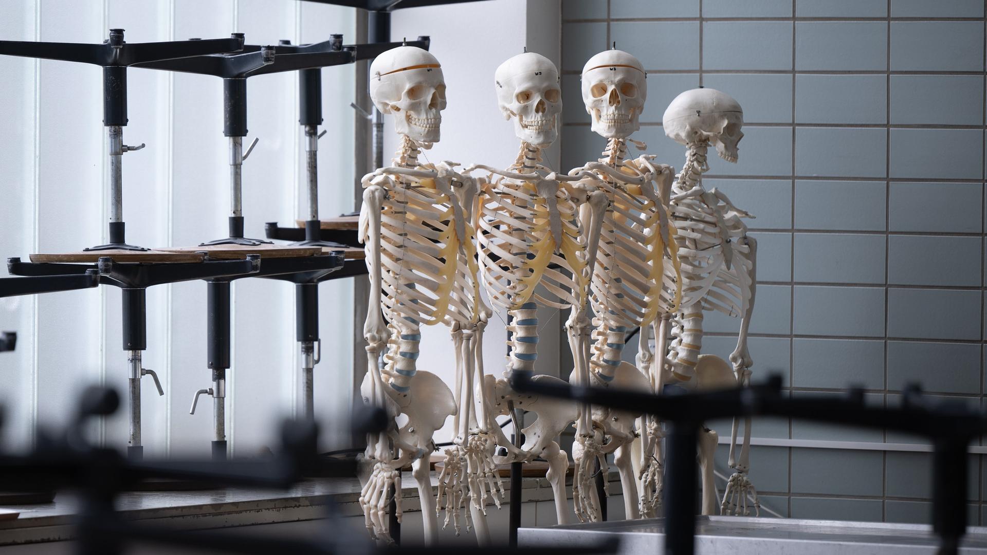 Künstliche Skelette stehen am Institut für Anatomie und Zellbiologie der Justus-Liebig-Universität Giessen in einem Saal, in dem Studierende an Körperspenden arbeiten. Künstliche Skelette stehen am Institut für Anatomie und Zellbiologie der Justus-Liebig-Universität Giessen in einem Saal, in dem Studierende an Körperspenden arbeiten.