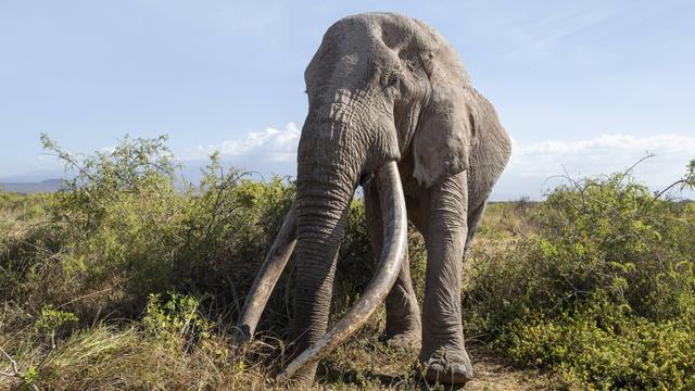 Ein großer Elefant mit langen Stoß-Zähnen steht im Gebüsch.