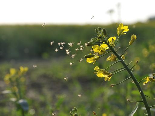 Ein Mückenschwarm fliegt zu Rapsblüten.