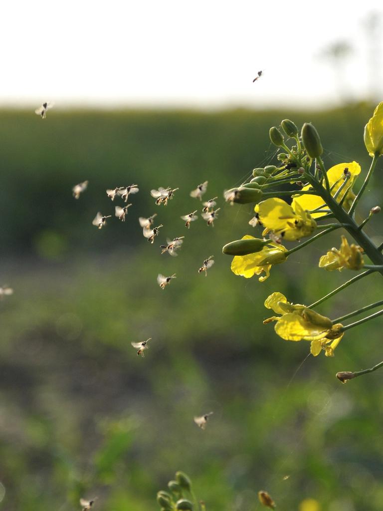 Ein Mückenschwarm fliegt zu Rapsblüten.