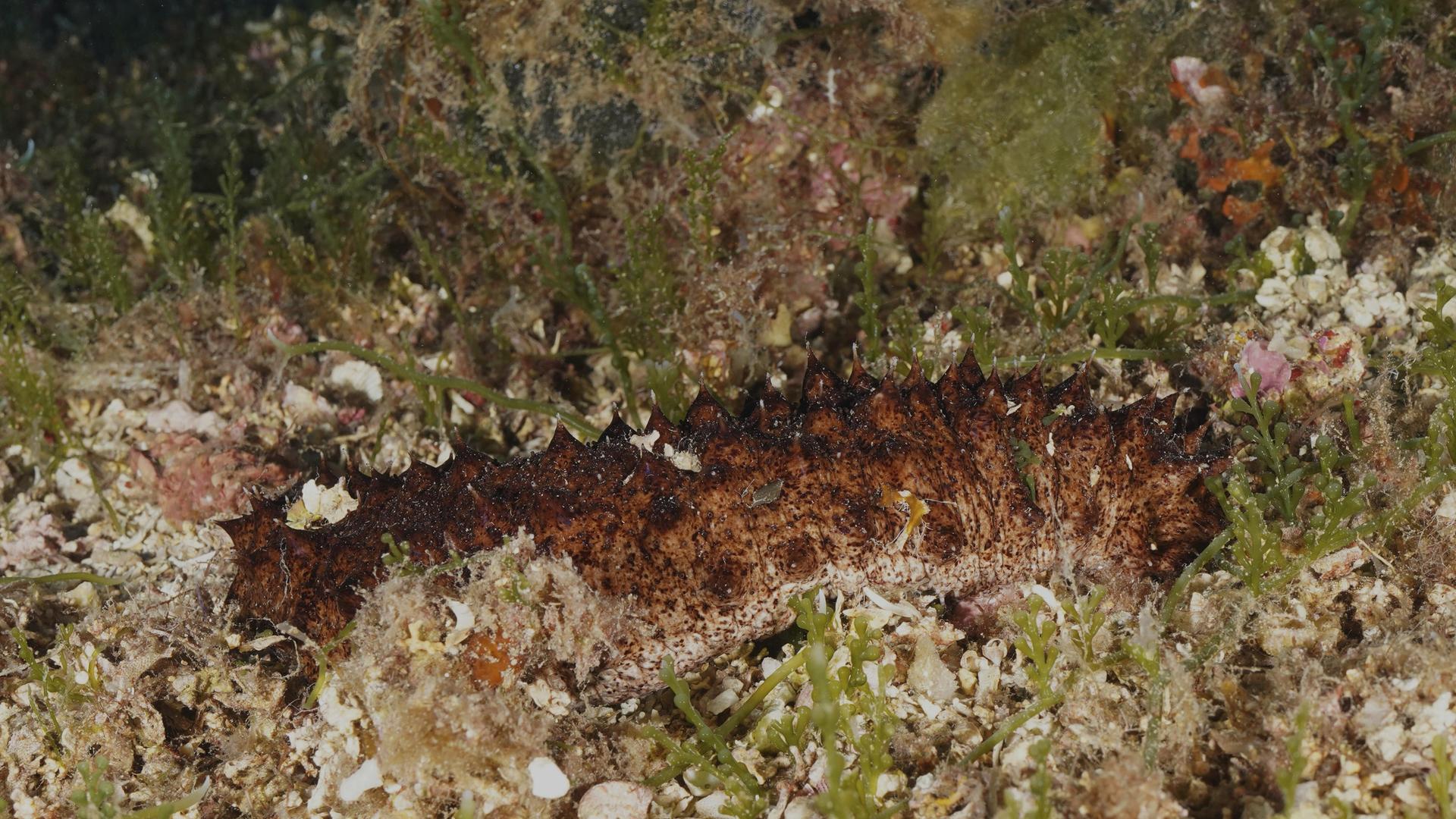 Braune Röhrenseegurke (Holothuria tubulosa), Seegurke, auf dem Meeresboden, umgeben von Pflanzen und Substrat im Mittelmeer bei Hyères, Tauchplatz Halbinsel Giens, Porquerolles, Provence, Côte d'Azur, Frankreich