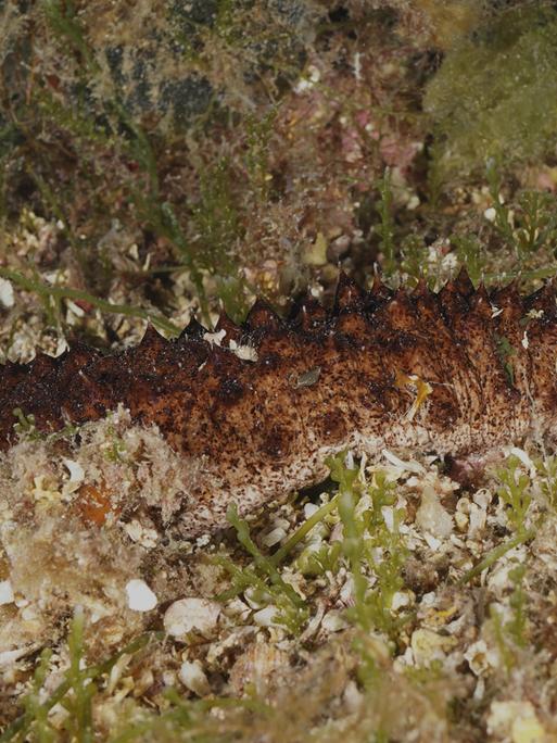 Braune Röhrenseegurke (Holothuria tubulosa), Seegurke, auf dem Meeresboden, umgeben von Pflanzen und Substrat im Mittelmeer bei Hyères, Tauchplatz Halbinsel Giens, Porquerolles, Provence, Côte d'Azur, Frankreich