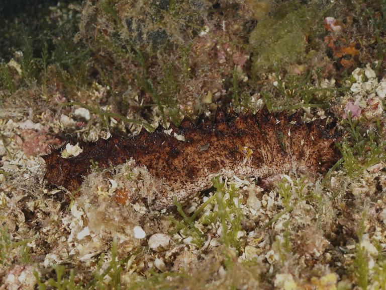 Braune Röhrenseegurke (Holothuria tubulosa), Seegurke, auf dem Meeresboden, umgeben von Pflanzen und Substrat im Mittelmeer bei Hyères, Tauchplatz Halbinsel Giens, Porquerolles, Provence, Côte d'Azur, Frankreich