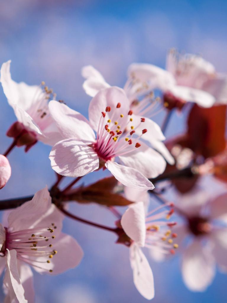 Kirschblüte im Frühling.
