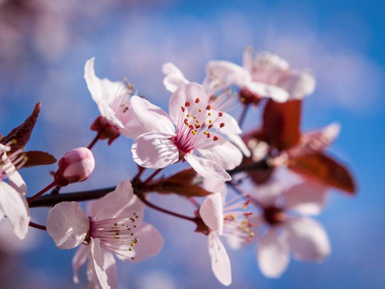 Kirschblüte im Frühling.