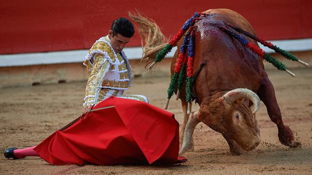 Ein Torero kniet neben einem bereits mehrfach verletzten Stier mit einem roten Tuch.