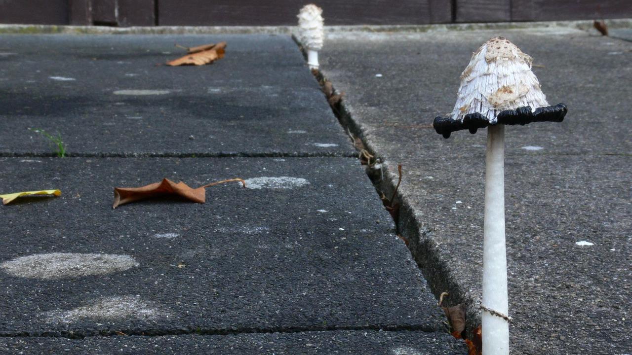 Beliebter Speisepilz - Schopf-Tintling ist Pilz des Jahres 2024