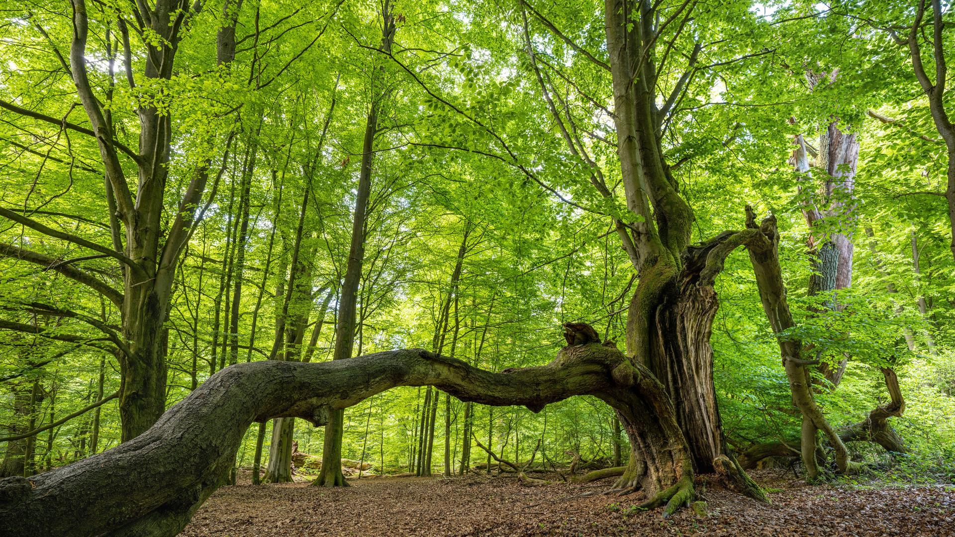 Das Foto zeigt alte Buchen im Urwald Sababurg, ein dicker Stamm verläuft quer durchs Bild.