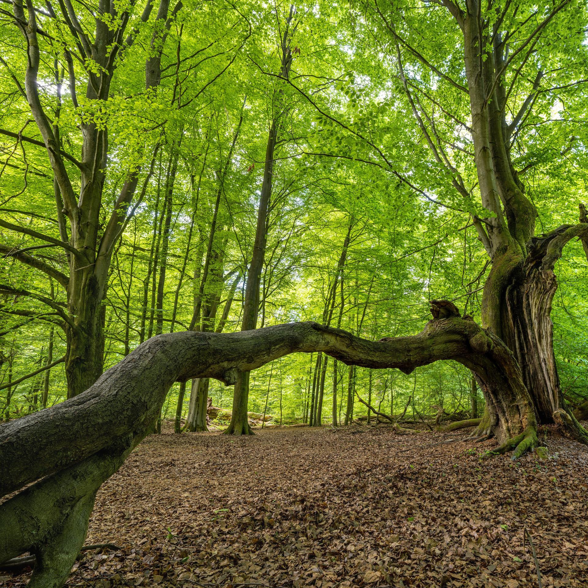 Waldgesetz-Debatte - Wem gehört der Wald?