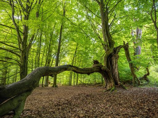 Das Foto zeigt alte Buchen im Urwald Sababurg, ein dicker Stamm verläuft quer durchs Bild.