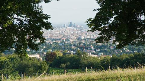 Blick von einem Weinberg aus durch Baumzweige auf eine Großstadt.