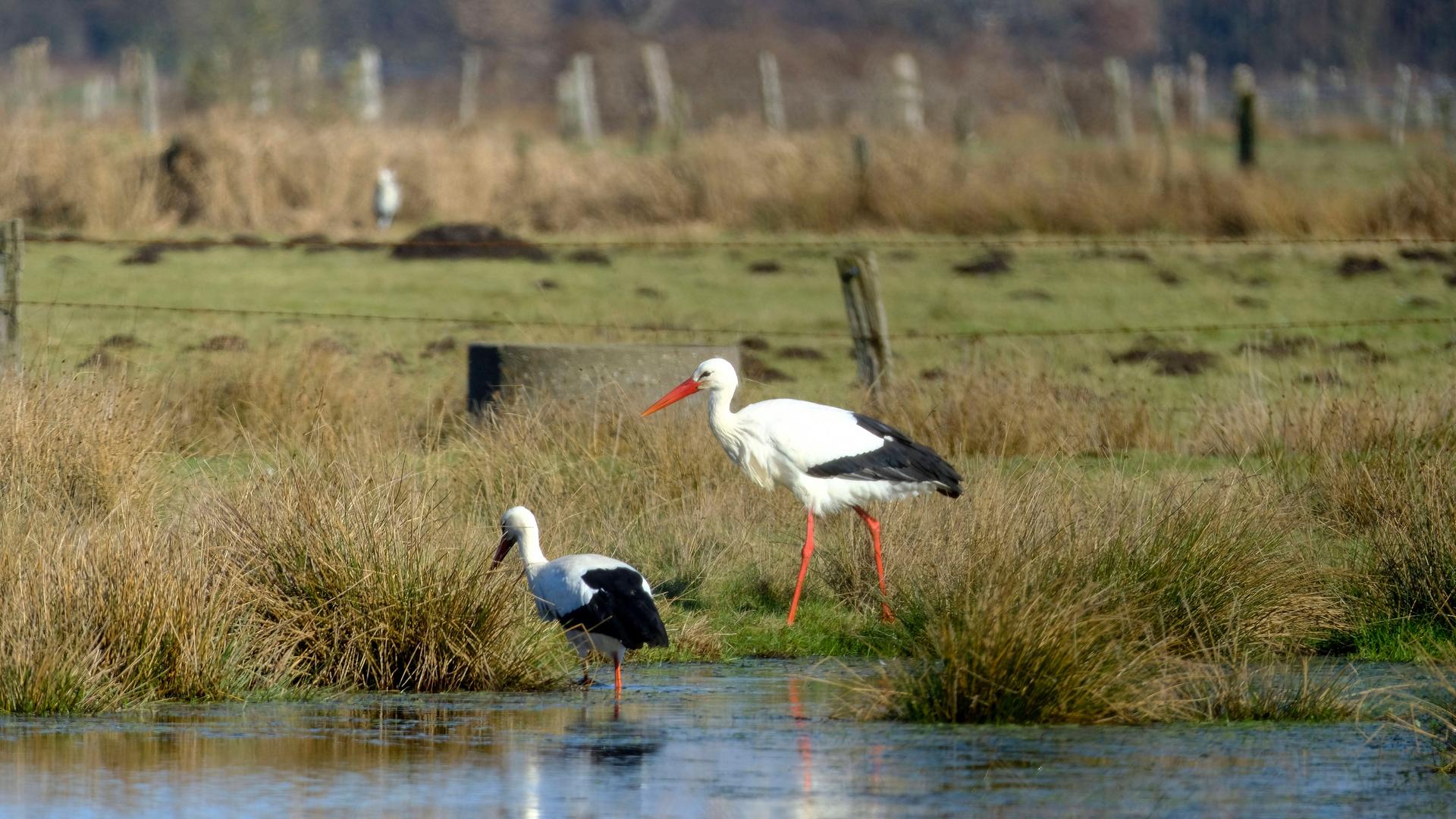 Das Foto zeigt zwei Störche an einem Teich in einem Naturschutzgebiet. 