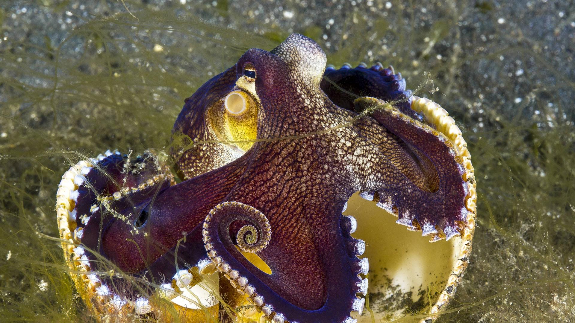 Coconut Octopus Coconut Octopus