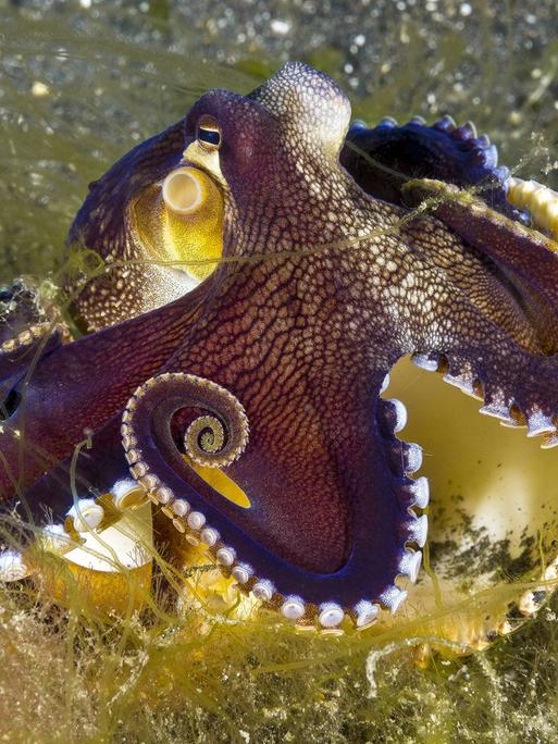 Coconut Octopus Coconut Octopus