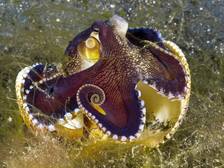 Coconut Octopus Coconut Octopus
