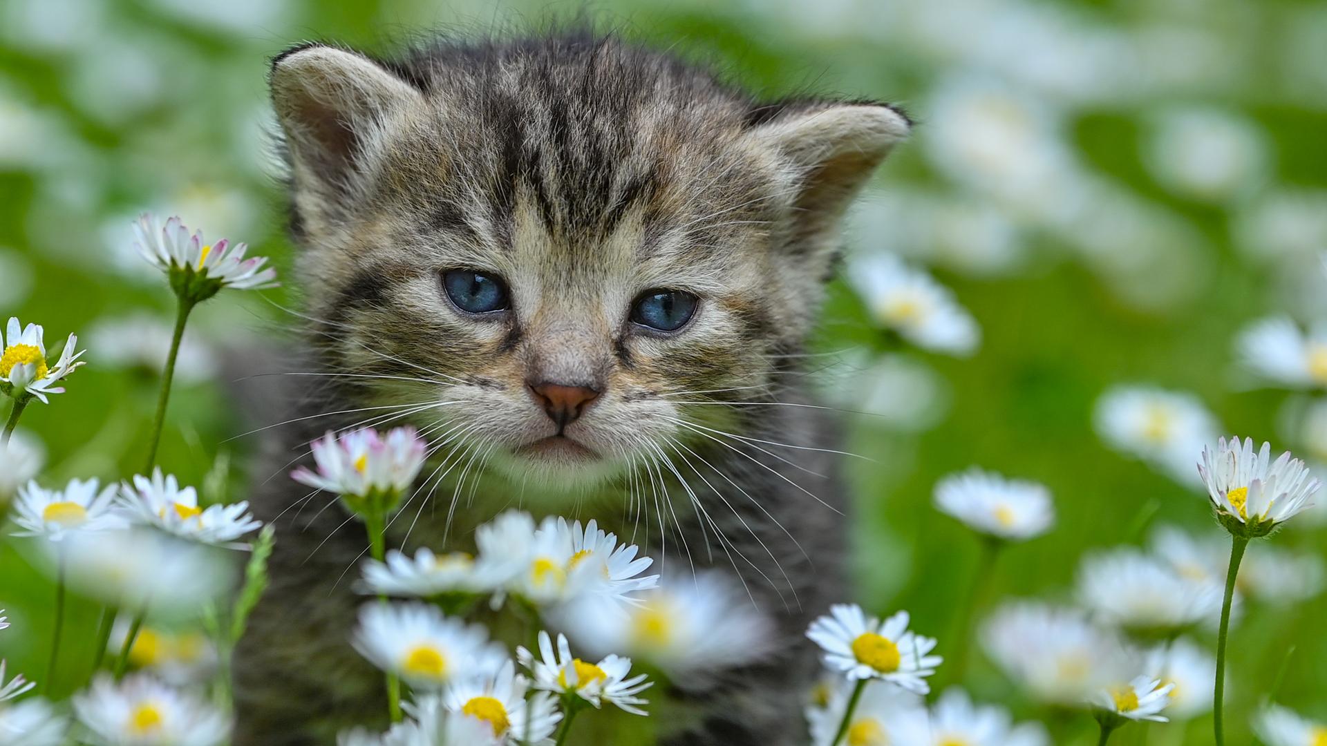 Eine junge Katze auf einer Wiese zwischen Gänseblümchen. Eine junge Katze auf einer Wiese zwischen Gänseblümchen.