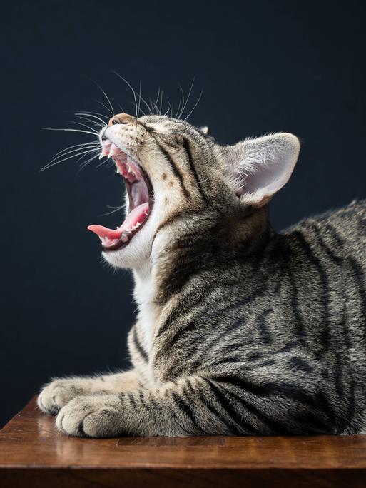 Gähnende Katze.