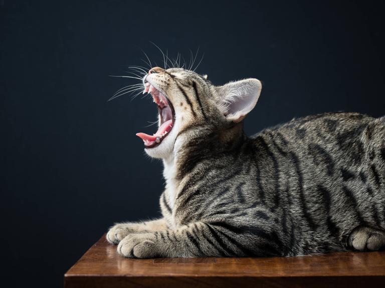 Gähnende Katze.