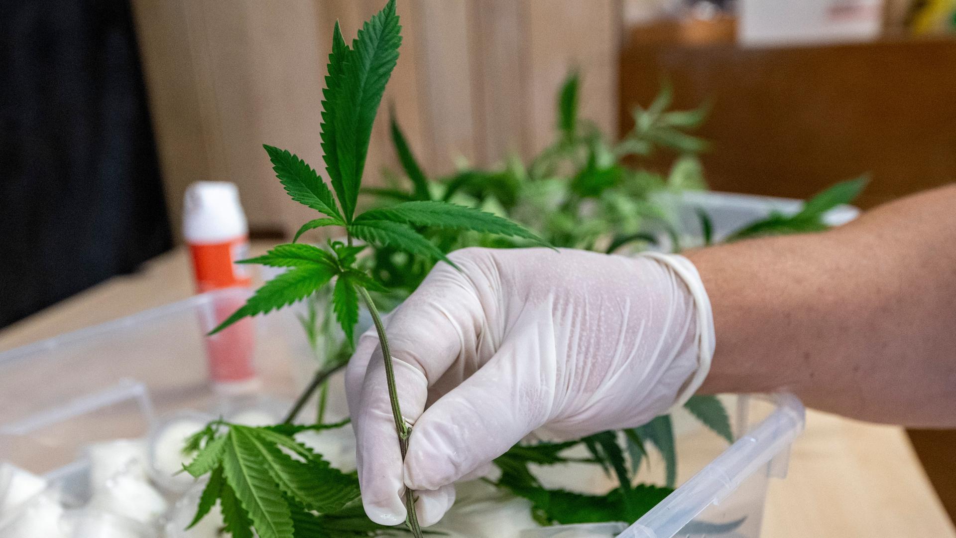 Eine Hand im Plastikhandschuh. Sie steckt einen Setzling für die Zucht von Cannabispflanzen in ein kleines Gefäß. Eine Hand im Plastikhandschuh. Sie steckt einen Setzling für die Zucht von Cannabispflanzen in ein kleines Gefäß.