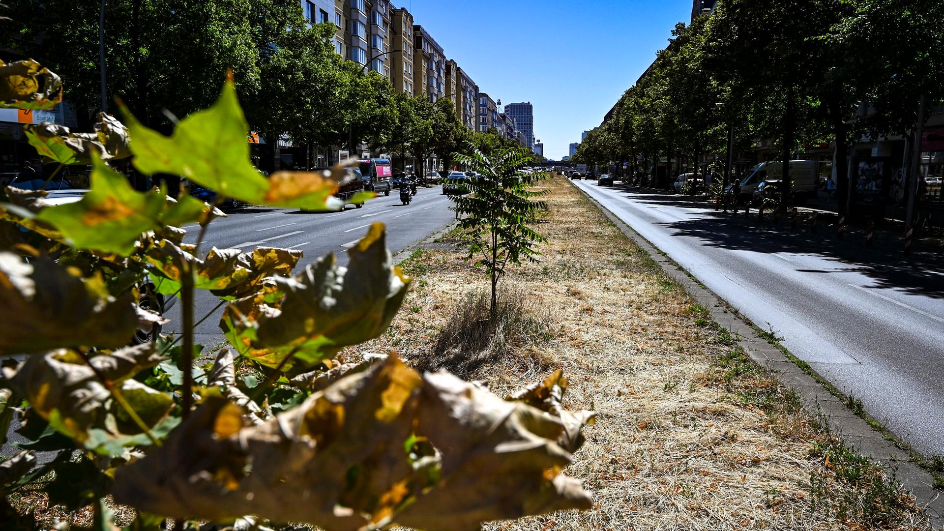 Die Pflanzen und Gräser auf dem Mittelstreifen in der Frankfurter Allee leiden wegen der anhaltend hohen Temperaturen und fehlender Bewässerung und sind teilweise vertrocknet.