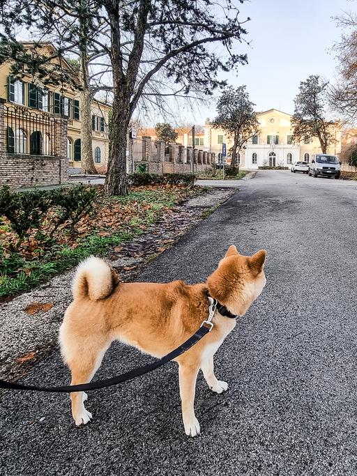 Ein Hund steht an der Leine auf einer Straße und schaut von der Kamera weg.