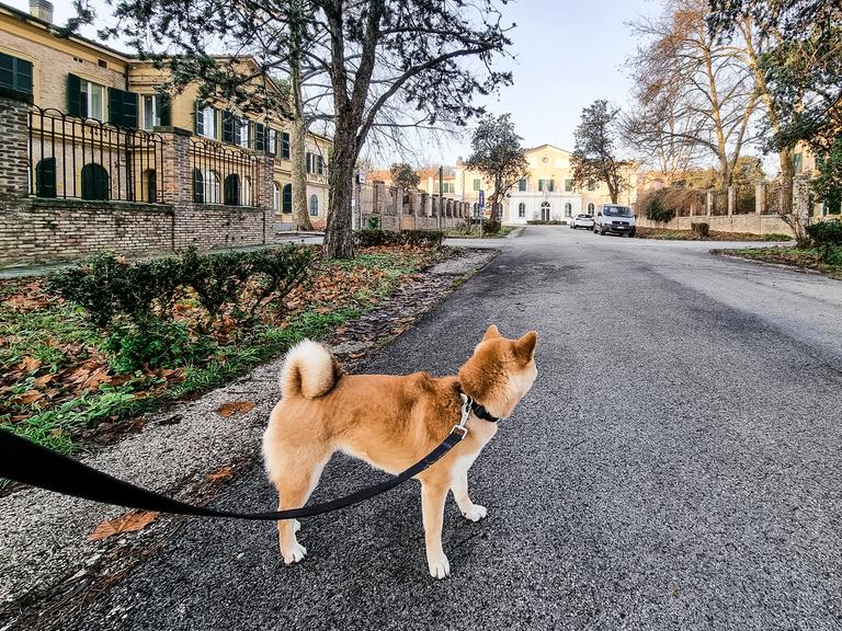 Ein Hund steht an der Leine auf einer Straße und schaut von der Kamera weg.