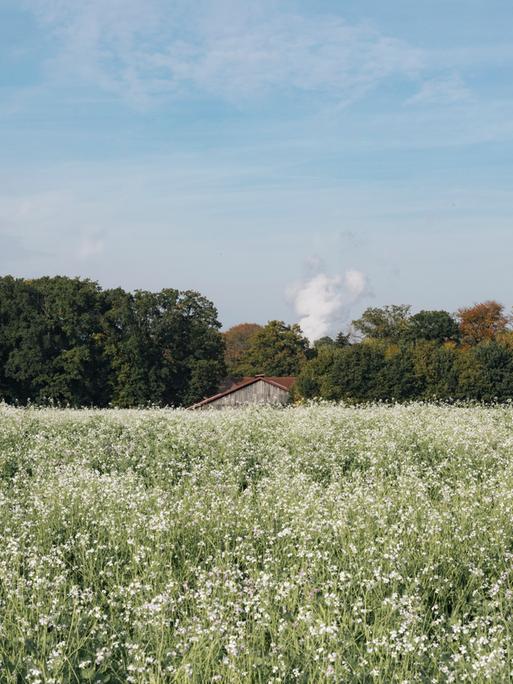 Ein Feld am Rand von Lingen mit der Dampfwolke des Kernkraftwerks Emsland hinter einer Baumreihe.