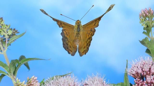 Ein Kaisermantel-Schmetterling im Flug.