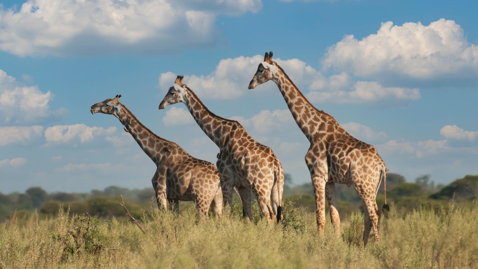 Giraffen Giraffen