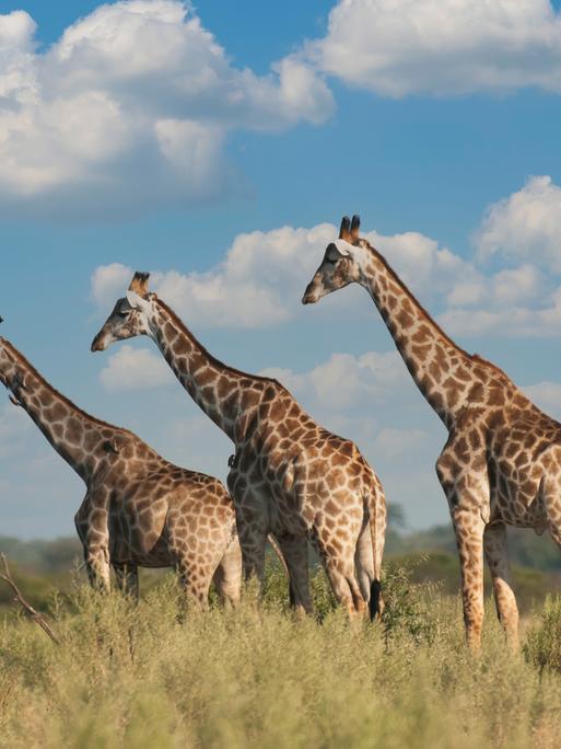Giraffen
