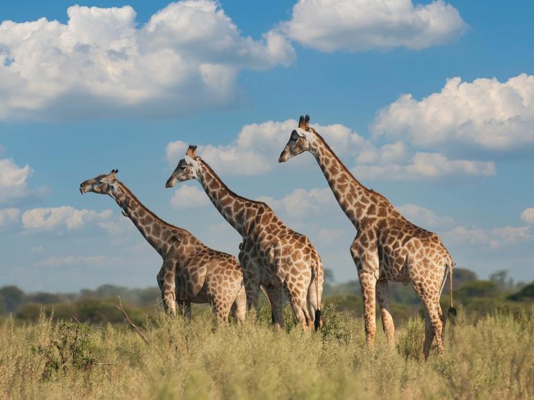 Giraffen