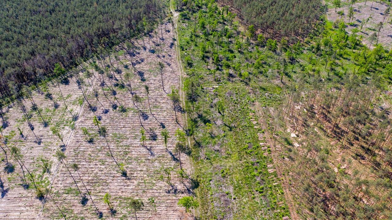 Luftaufnahme eines Waldes in Sachsen-Anhalt zeigt deutliche Schäden durch Dürre und Borkenkäfer. Es fehlen Bäume, andere Teile sind mit neuen Sämlingen wieder aufgeforstet.