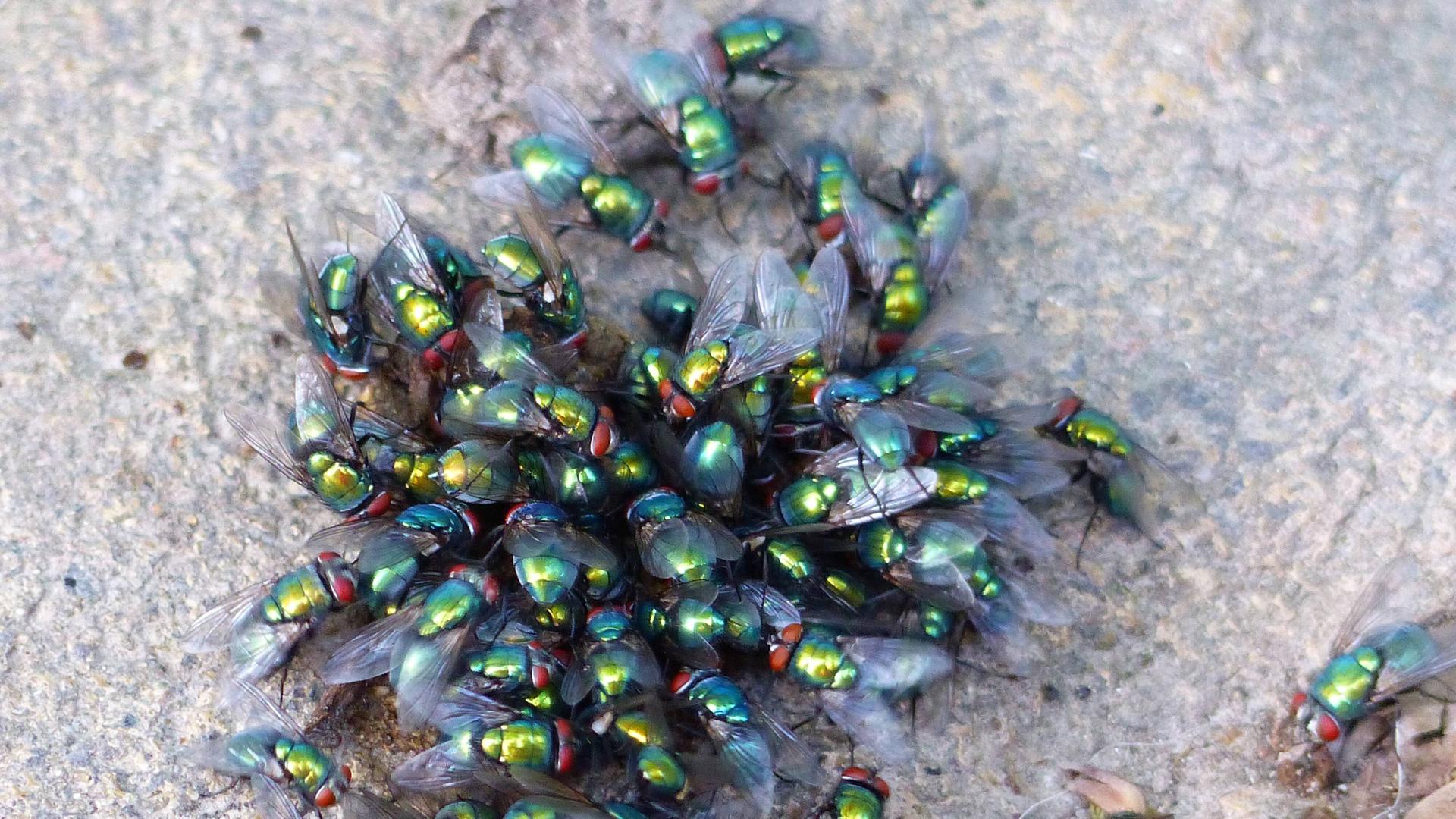 Viele Schmeissfliegen tummeln sich auf einer grauen Oberfläche. Viele Schmeissfliegen tummeln sich auf einer grauen Oberfläche.