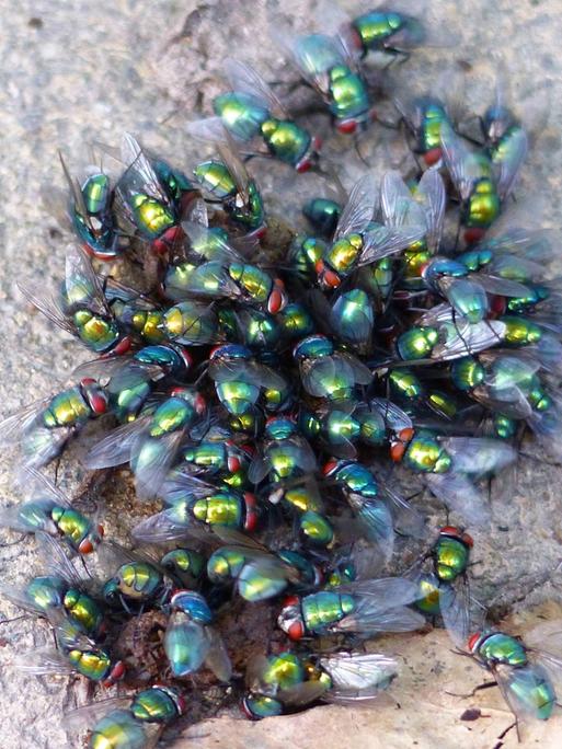 Viele Schmeissfliegen tummeln sich auf einer grauen Oberfläche.