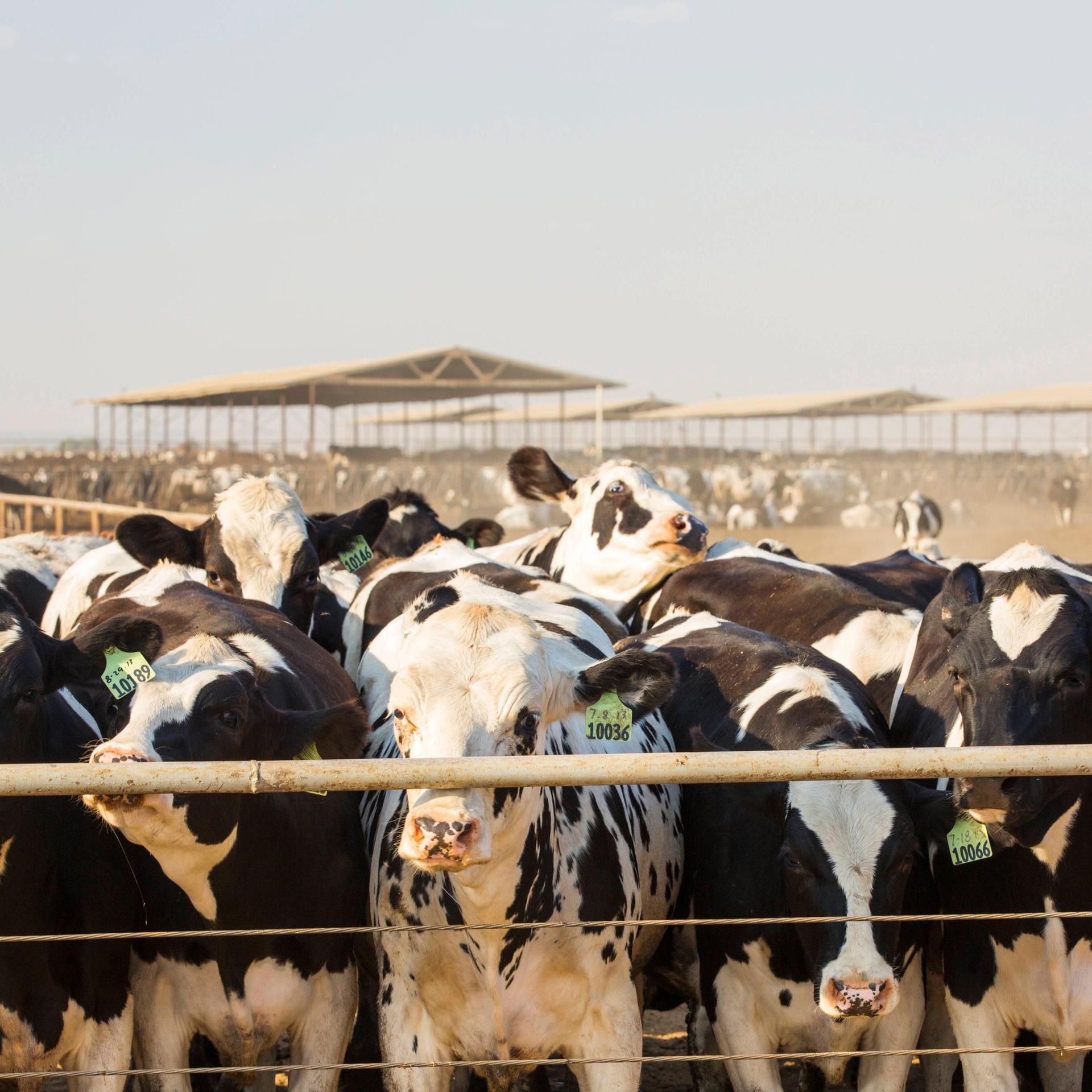 Dutzende Milchkühe stehen in den USA auf einem Gelände vor einem Gatter.