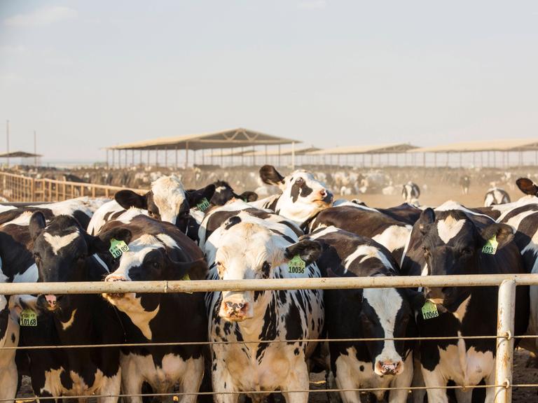 Dutzende Milchkühe stehen in den USA auf einem Gelände vor einem Gatter.