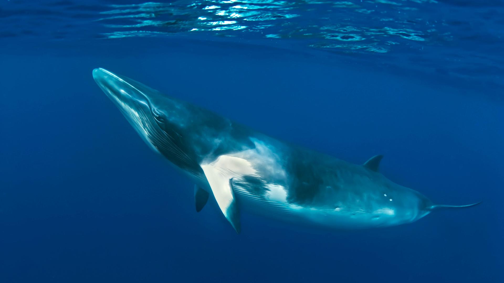 Dwarf Minke Whale (Balaenoptera acutorostrata). Ribbon Reefs - Great Barrier Reef - Queensland - Australia. thought to f Dwarf Minke Whale (Balaenoptera acutorostrata). Ribbon Reefs - Great Barrier Reef - Queensland - Australia. thought to f