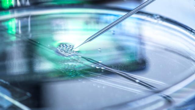 Nahaufnahme einer Pipette, die Stammzellen in eine Petrischale gibt. 
