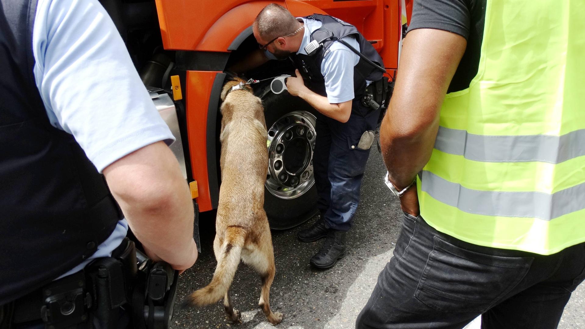 Ein Polizeihund sucht nach Sprengstoff und Drogen in Zürich.