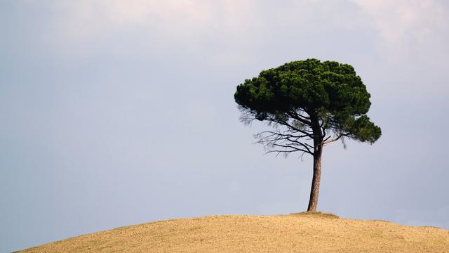 Symbolfoto: Ein allein stehender Baum auf einem kargen Hügel vor blauem Himmel. 