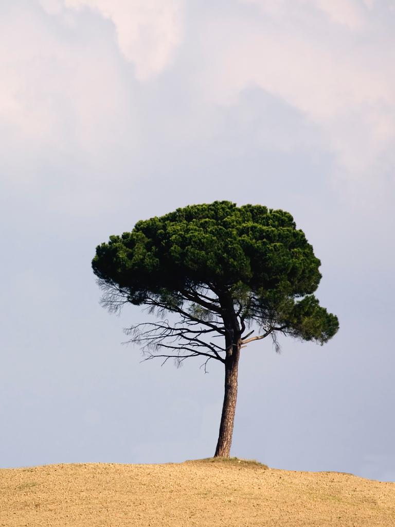 Symbolfoto: Ein allein stehender Baum auf einem kargen Hügel vor blauem Himmel. 