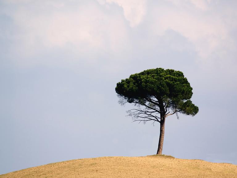 Symbolfoto: Ein allein stehender Baum auf einem kargen Hügel vor blauem Himmel. 