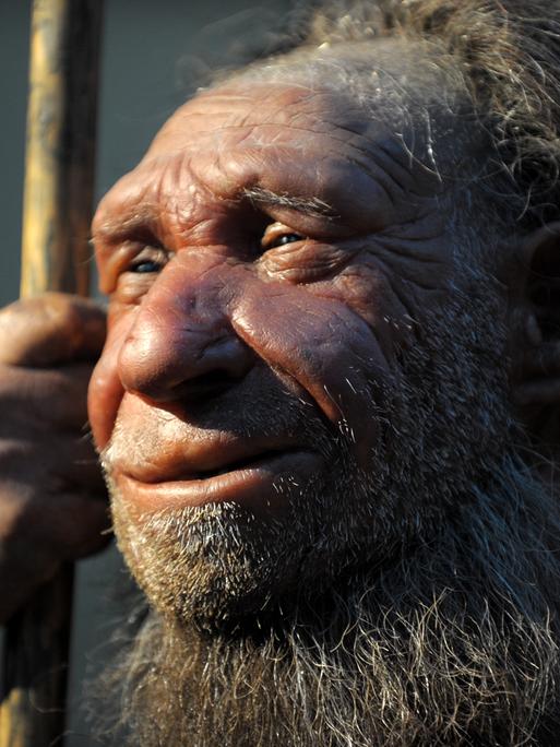Die Nachbildung eines älteren Neandertalers im Neanderthal-Museum in Mettmann. Der moderne Mensch setzte den Neandertalern mehr zu als Naturkatastrophen, so das Ergebnis einer 
Studie. Während der letzten Kaltzeit vor etwa 100.000 bis 30.000 Jahren zogen die modernen Menschen von Afrika nach Europa und breiteten sich dort aus. Sie trafen dabei in vielen Regionen auf Neandertaler, die dort schon seit Zehntausenden von Jahren lebten. Etwa 40.000 Jahre vor unserer Zeit ging die Zahl der Neandertaler deutlich zurück, vor etwa 30.000 Jahren waren sie komplett ausgestorben. Einige Forscher nehmen an, dass der moderne Homo sapiens besser für die ständigen Klimaveränderungen gerüstet war als die Neandertaler.