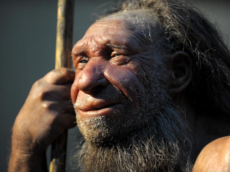 Die Nachbildung eines älteren Neandertalers im Neanderthal-Museum in Mettmann. Der moderne Mensch setzte den Neandertalern mehr zu als Naturkatastrophen, so das Ergebnis einer 
Studie. Während der letzten Kaltzeit vor etwa 100.000 bis 30.000 Jahren zogen die modernen Menschen von Afrika nach Europa und breiteten sich dort aus. Sie trafen dabei in vielen Regionen auf Neandertaler, die dort schon seit Zehntausenden von Jahren lebten. Etwa 40.000 Jahre vor unserer Zeit ging die Zahl der Neandertaler deutlich zurück, vor etwa 30.000 Jahren waren sie komplett ausgestorben. Einige Forscher nehmen an, dass der moderne Homo sapiens besser für die ständigen Klimaveränderungen gerüstet war als die Neandertaler.